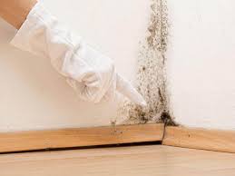 Best Mold Damage Restoration  in Rock Falls, IL